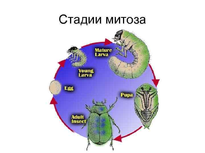 Стадии митоза 