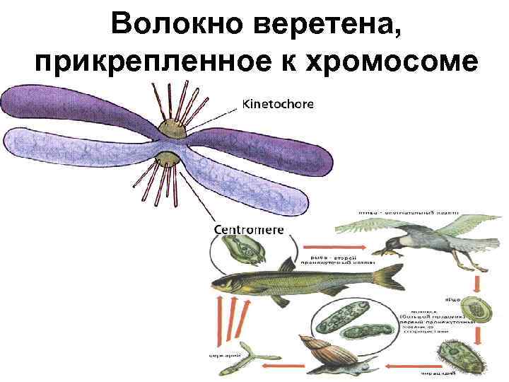 Волокно веретена, прикрепленное к хромосоме 