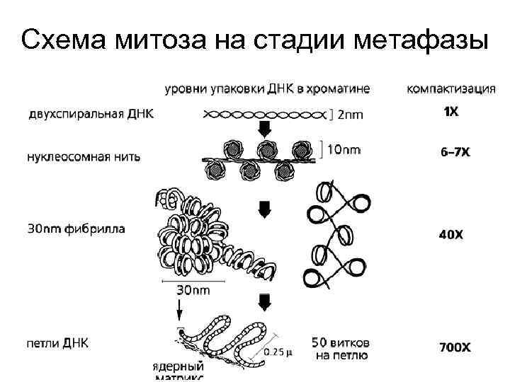 Схема митоза на стадии метафазы 