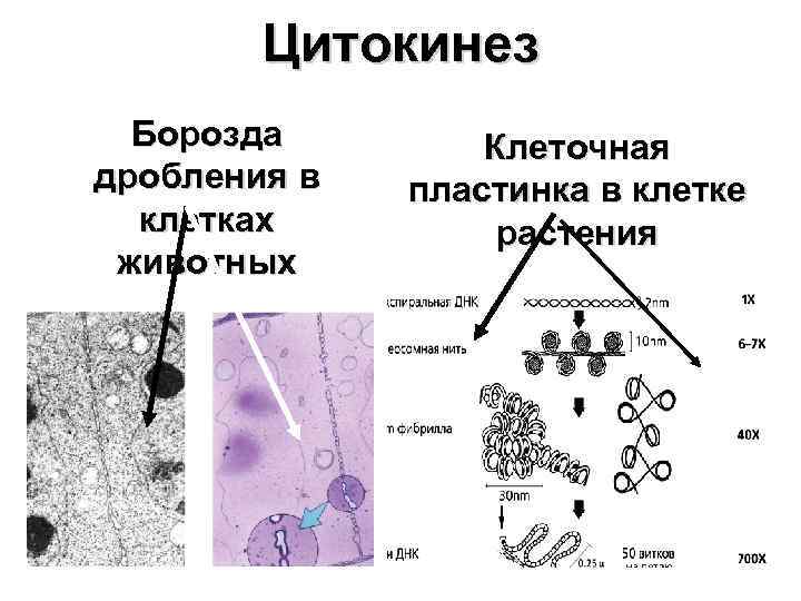 Цитокинез Борозда дробления в клетках животных Клеточная пластинка в клетке растения 