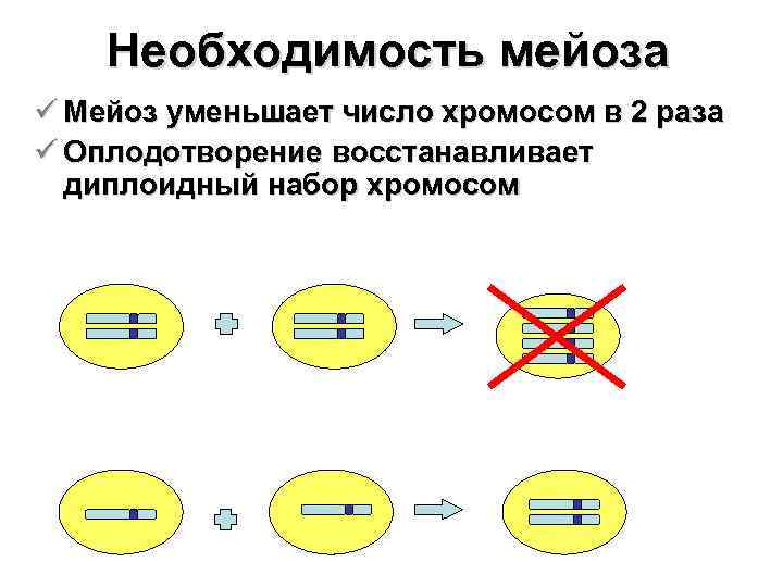 Необходимость мейоза ü Мейоз уменьшает число хромосом в 2 раза ü Оплодотворение восстанавливает диплоидный