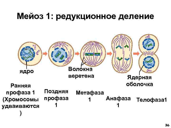 Мейоз 1: редукционное деление ядро Волокна веретена Ранняя Поздняя профаза 1 (Хромосомы профаза 1