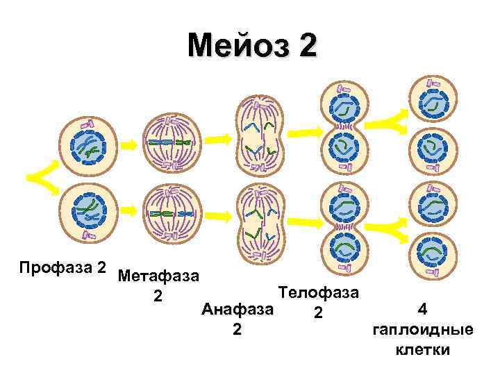 Мейоз 2 Профаза 2 Метафаза 2 Телофаза Анафаза 4 2 2 гаплоидные клетки 