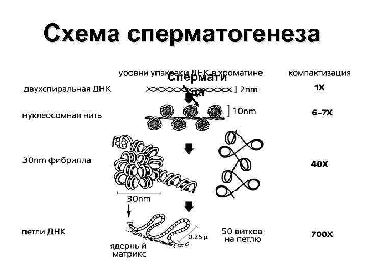 Схема сперматогенеза Спермати да 