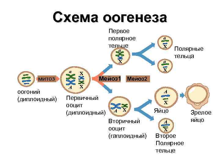 Митотическое деление оогоний