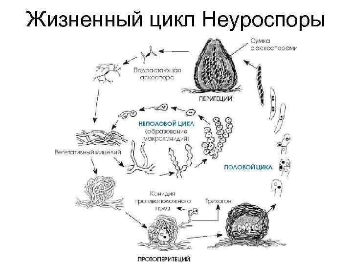 Жизненный цикл Неуроспоры 