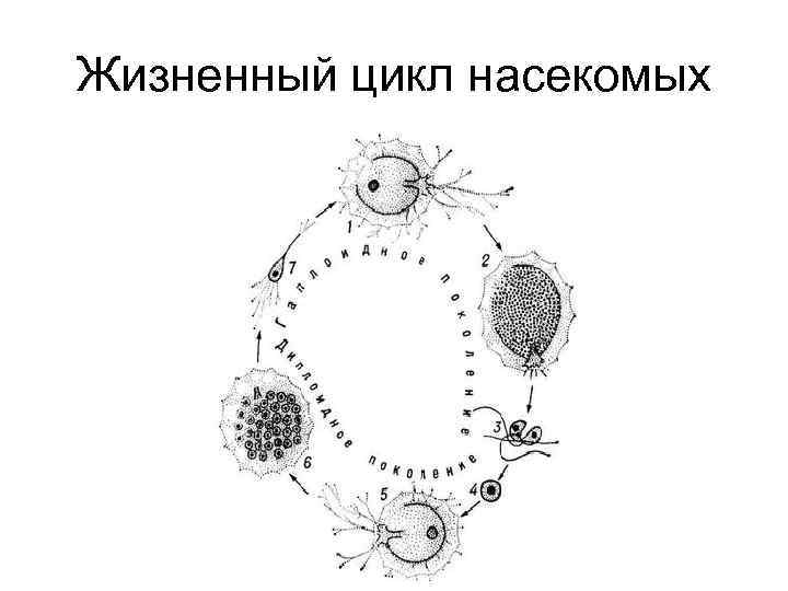 Жизненный цикл насекомых 