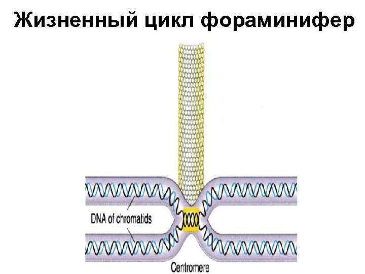 Жизненный цикл фораминифер 