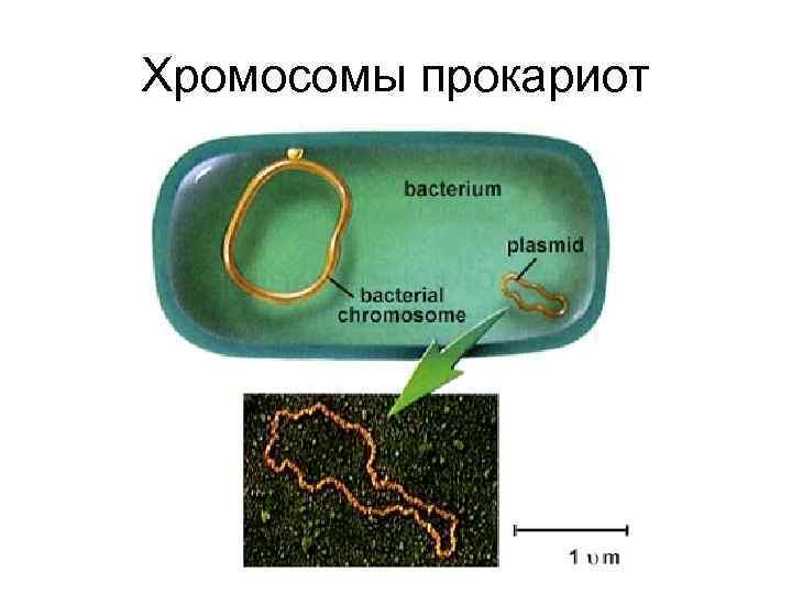 Хромосомы прокариот 