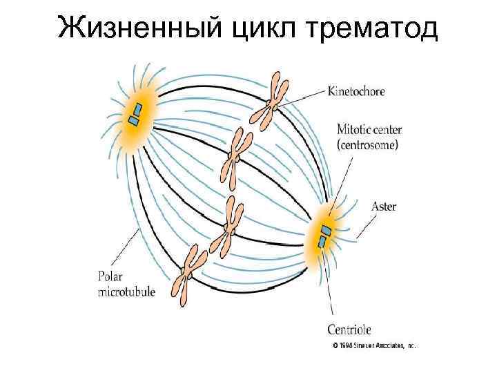 Жизненный цикл трематод 