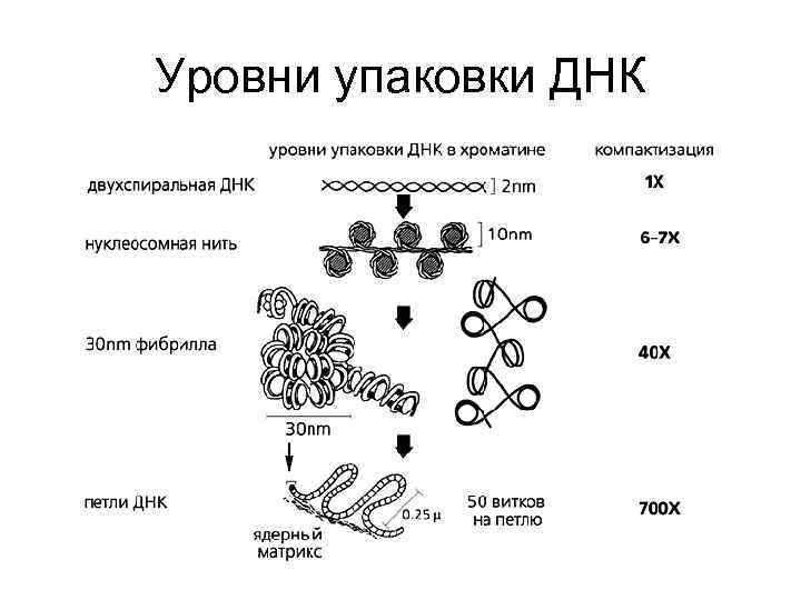 Уровни упаковки ДНК 