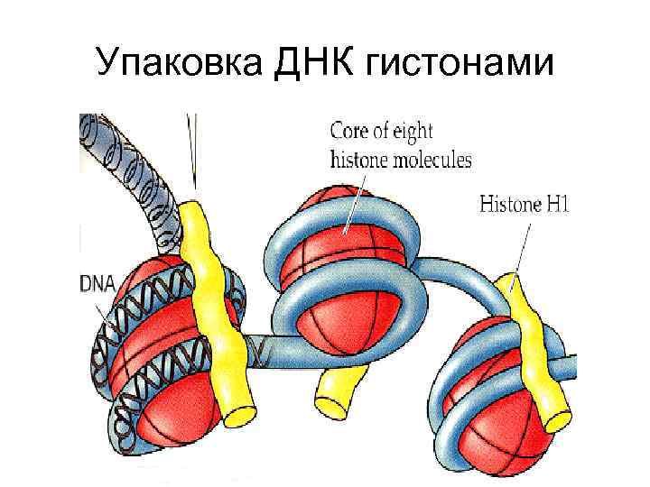 Упаковка ДНК гистонами 