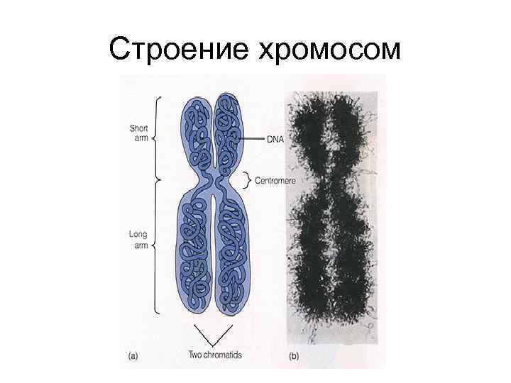 Строение хромосом 