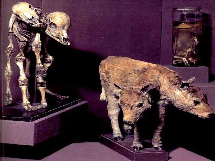 Still on view is Peter the Great's famous collection of unique anatomical and biological