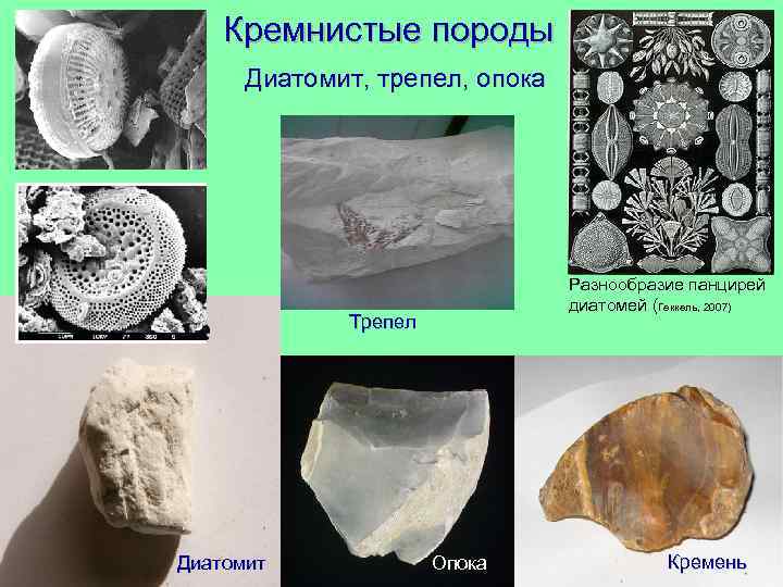 Кремнистые породы Диатомит, трепел, опока Разнообразие панцирей диатомей (Геккель, 2007) Трепел Диатомит Опока Кремень