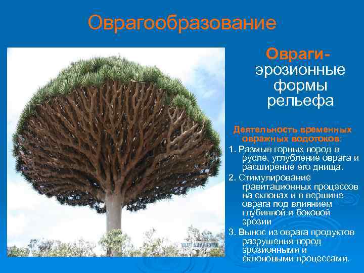 Оврагообразование Оврагиэрозионные формы рельефа Деятельность временных овражных водотоков: 1. Размыв горных пород в русле,