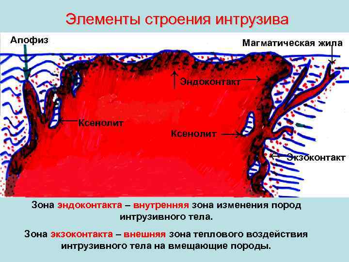 Элементы строения интрузива Апофиз Магматическая жила ↓ ↑Эндоконтакт→ ←Ксенолит → ←Экзоконтакт Зона эндоконтакта –