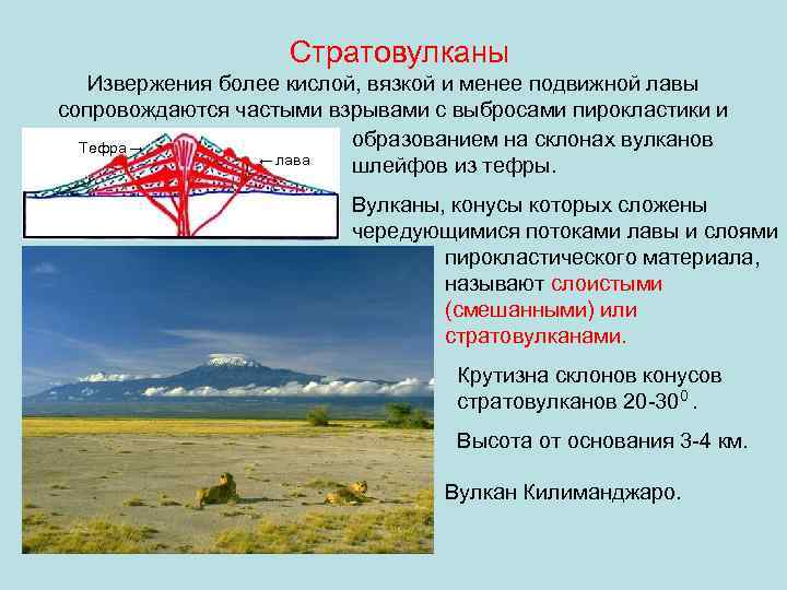 Стратовулканы Извержения более кислой, вязкой и менее подвижной лавы сопровождаются частыми взрывами с выбросами