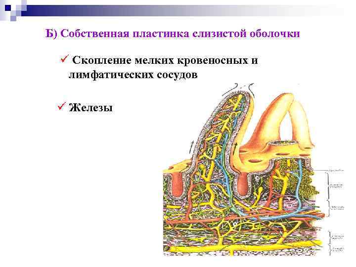 Б) Собственная пластинка слизистой оболочки ü Скопление мелких кровеносных и лимфатических сосудов ü Железы
