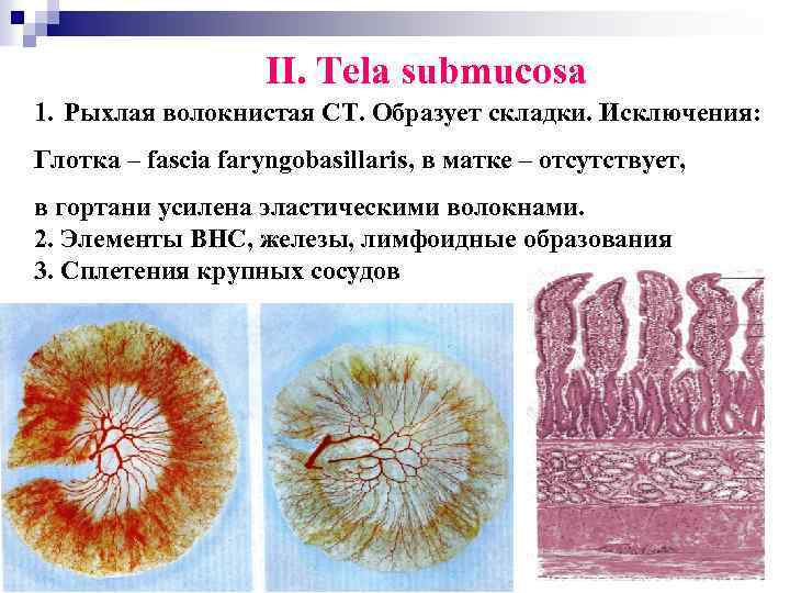 II. Tela submucosa 1. Рыхлая волокнистая СТ. Образует складки. Исключения: Глотка – fascia faryngobasillaris,