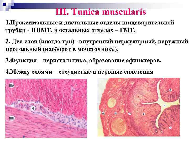 III. Tunica muscularis 1. Проксимальные и дистальные отделы пищеварительной трубки - ППМТ, в остальных
