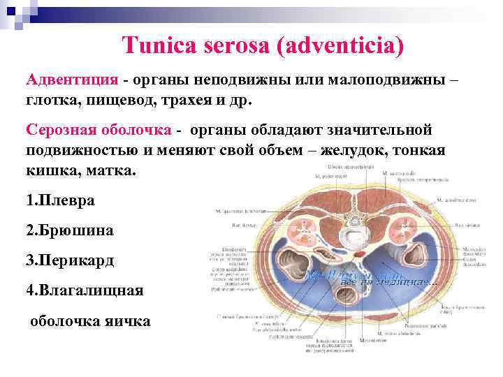 Органы обладают. Адвентиция и серозная оболочка. В каких органах серозная и адвентициальная оболочки. Адвентиция и серозная оболочка разница.