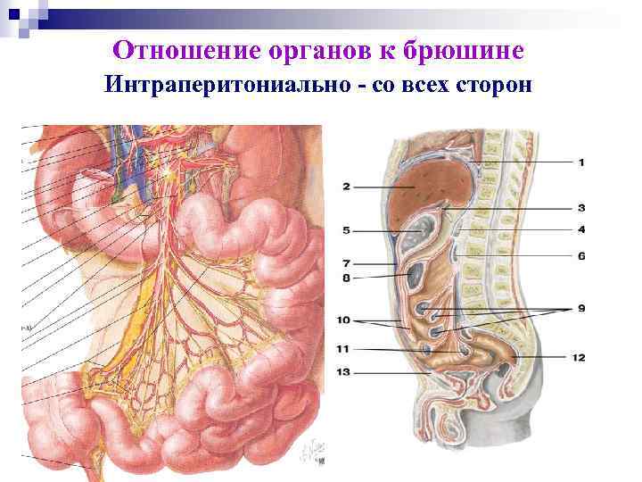 Отношение органов к брюшине Интраперитониально - со всех сторон 