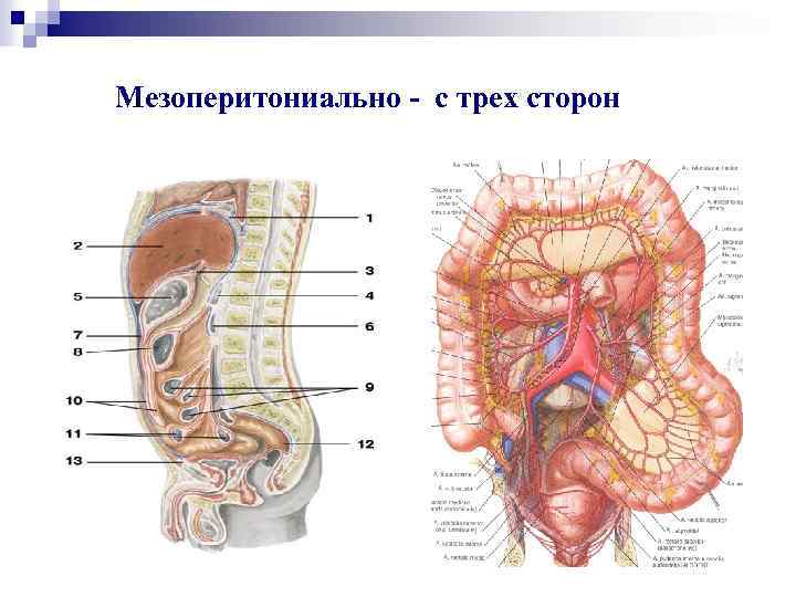 Мезоперитониально - с трех сторон 