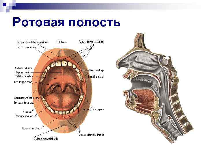 Строение ротовой полости человека схема с описанием сбоку