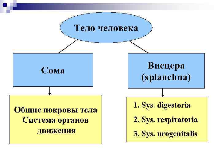 Тело человека Сома Общие покровы тела Система органов движения Висцера (splanchna) 1. Sys. digestoria