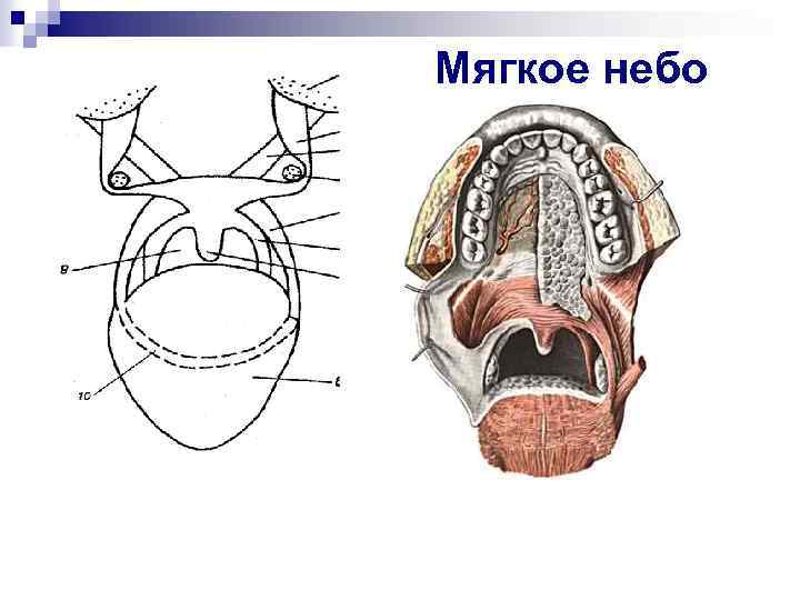 Мягкое небо 