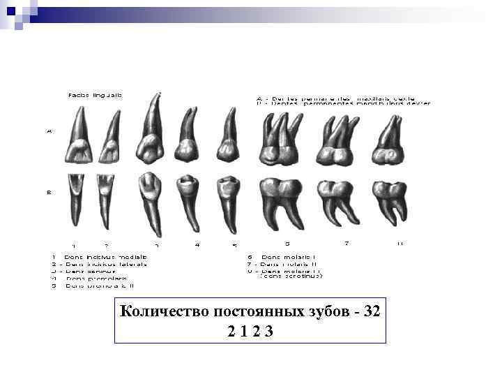 Количество постоянных зубов - 32 2123 