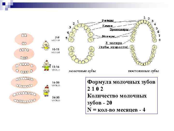 Формула молочных зубов 2102 Количество молочных зубов - 20 N = кол-во месяцев -