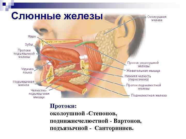 Слюнные железы Протоки: околоушной -Стенонов, поднижнечелюстной - Вартонов, подъязычной - Санториниев. 