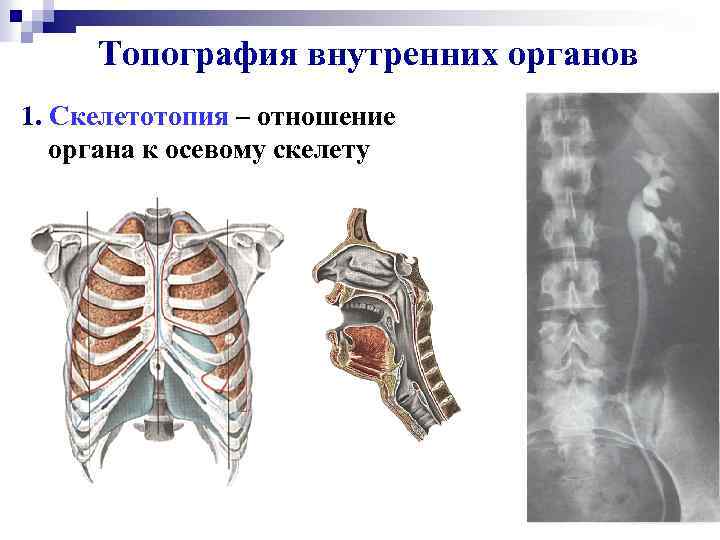 Топография внутренних органов 1. Скелетотопия – отношение органа к осевому скелету 