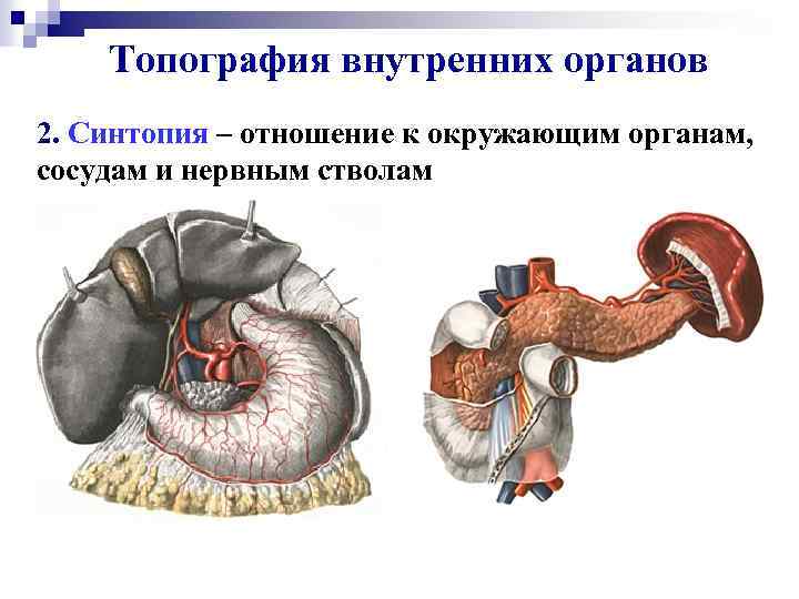 Топография внутренних органов 2. Синтопия – отношение к окружающим органам, сосудам и нервным стволам
