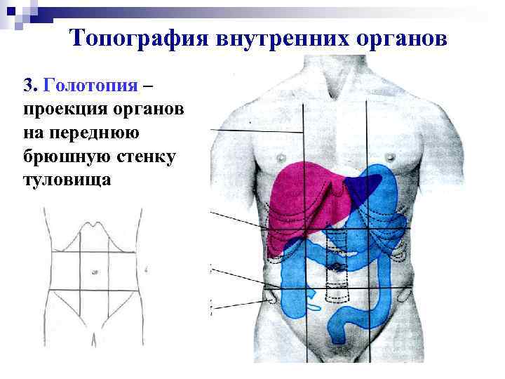 Топография внутренних органов 3. Голотопия – проекция органов на переднюю брюшную стенку туловища 
