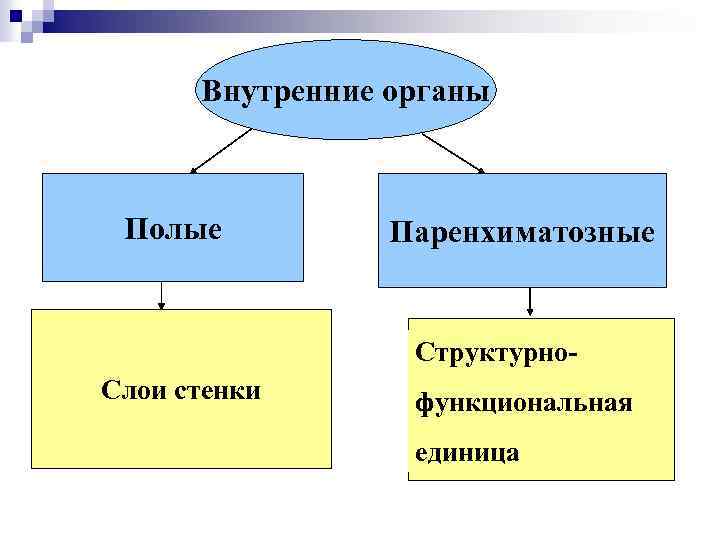 Внутренние органы Полые Паренхиматозные Структурно. Слои стенки функциональная единица 