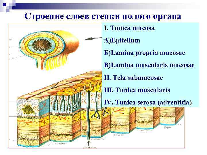 Строение слоев клеток