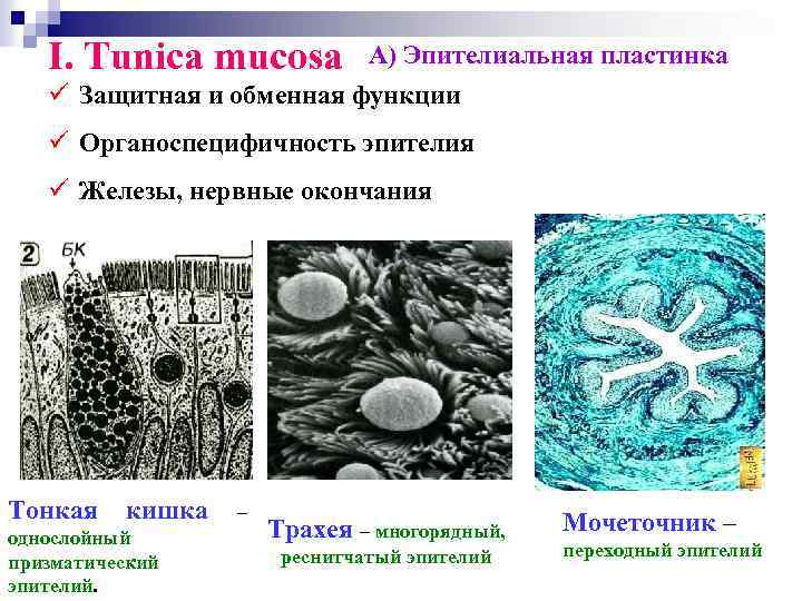 I. Tunica mucosa А) Эпителиальная пластинка ü Защитная и обменная функции ü Органоспецифичность эпителия