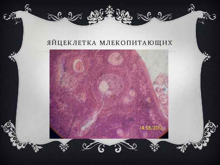 ЯЙЦЕКЛЕТКА МЛЕКОПИТАЮЩИХ 