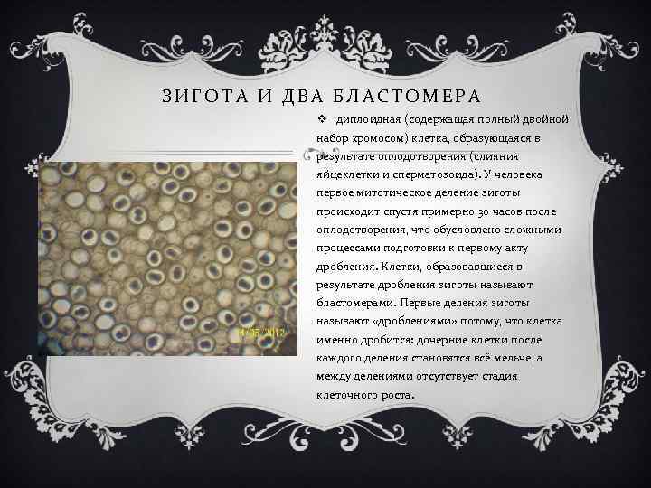 ЗИГОТА И ДВА БЛАСТОМЕРА v диплоидная (содержащая полный двойной набор хромосом) клетка, образующаяся в