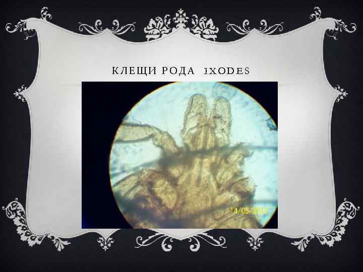 КЛЕЩИ РОДА IXODES 
