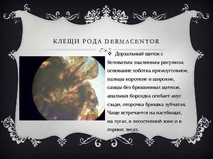 КЛЕЩИ РОДА DERMACENTOR v Дорзальный щиток с беловатым эмалиевым рисунком, основание хоботка прямоугольное, пальцы