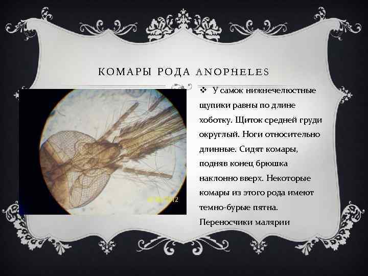 КОМАРЫ РОДА ANOPHELES v У самок нижнечелюстные щупики равны по длине хоботку. Щиток средней