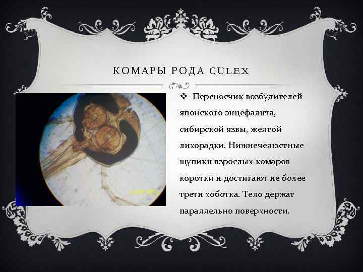 КОМАРЫ РОДА CULEX v Переносчик возбудителей японского энцефалита, сибирской язвы, желтой лихорадки. Нижнечелюстные щупики