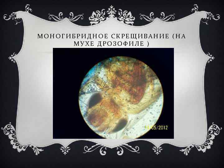 МОНОГИБРИДНОЕ СКРЕЩИВАНИЕ (НА МУХЕ ДРОЗОФИЛЕ ) 