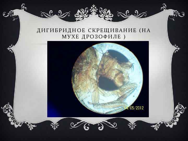 ДИГИБРИДНОЕ СКРЕЩИВАНИЕ (НА МУХЕ ДРОЗОФИЛЕ ) 