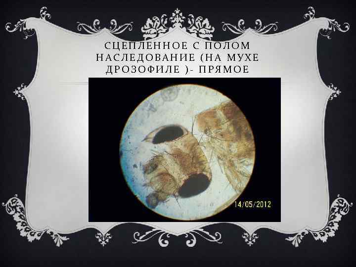 СЦЕПЛЕННОЕ С ПОЛОМ НАСЛЕДОВАНИЕ (НА МУХЕ ДРОЗОФИЛЕ )- ПРЯМОЕ 