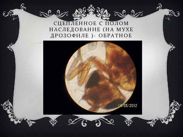 СЦЕПЛЕННОЕ С ПОЛОМ НАСЛЕДОВАНИЕ (НА МУХЕ ДРОЗОФИЛЕ )- ОБРАТНОЕ 